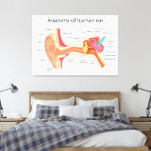 Anatomie des menschlichen Ohrs Leinwanddruck (Insitu (Schlafzimmer))