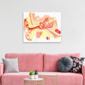 Anatomie des menschlichen Ohrs Leinwanddruck (Insitu (Wohnzimmer))