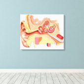 Anatomie des menschlichen Ohrs Leinwanddruck (Insitu (Holzboden))