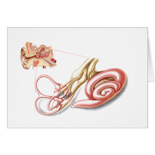 Anatomie des menschlichen Ohrs, Membranlabyrinth