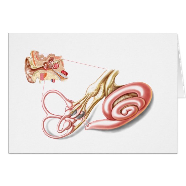 Anatomie des menschlichen Ohrs, membranöses Labyri (Vorderseite (Horizontal))