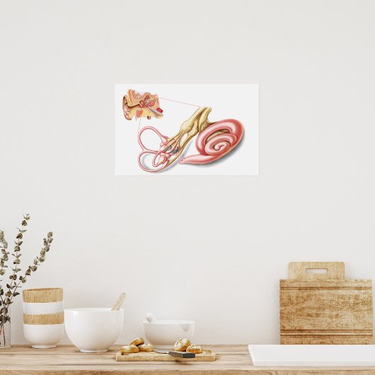Anatomie des menschlichen Ohrs, membranöses Labyri Poster (Küche)