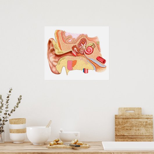 Anatomie des menschlichen Ohrs Poster (Küche)