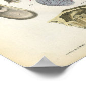 Anatomie des menschlichen Ohrs Poster (Ecke)