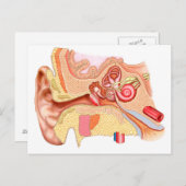 Anatomie des menschlichen Ohrs Postkarte (Vorne/Hinten)