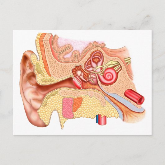 Anatomie des menschlichen Ohrs Postkarte (Vorderseite)