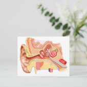 Anatomie des menschlichen Ohrs Postkarte (Stehend Vorderseite)