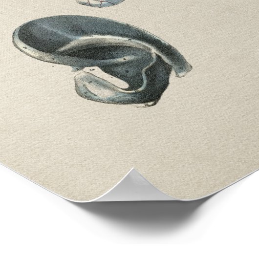 Anatomie des menschlichen Ohrs Vintag Poster (Ecke)