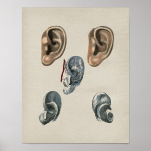 Anatomie des menschlichen Ohrs Vintage-Druck Poster