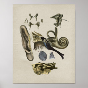 Anatomie des menschlichen Ohrs Vintage-Druck Poster