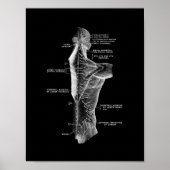 Anatomie des menschlichen Rückens in Schwarzweiß Poster (Vorne)