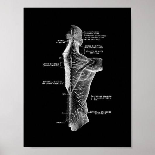 Anatomie des menschlichen Rückens in Schwarzweiß Poster (Vorne)