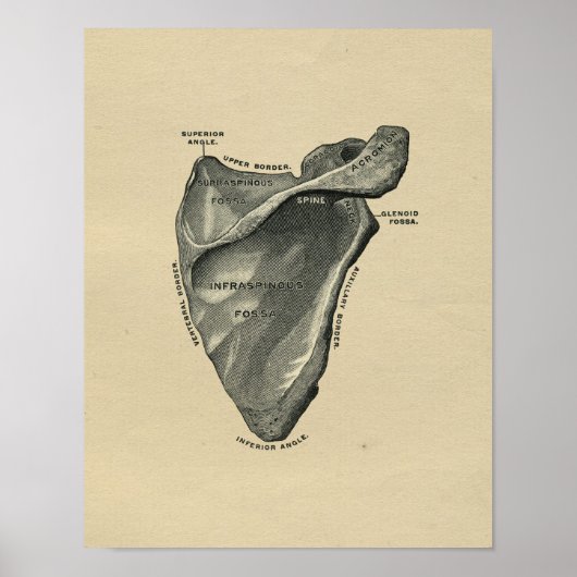 Anatomie des menschlichen Scapula 1902 Vintag Poster (Vorne)