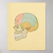 Anatomie des menschlichen Schädelgraues Poster (Vorne)