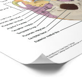 Anatomie des menschlichen Schädels 18 X 24 Poster (Ecke)