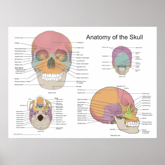Anatomie des menschlichen Schädels 18 X 24 Poster (Vorne)