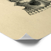 Anatomie des menschlichen Schädels 1902 Vintag Poster (Ecke)