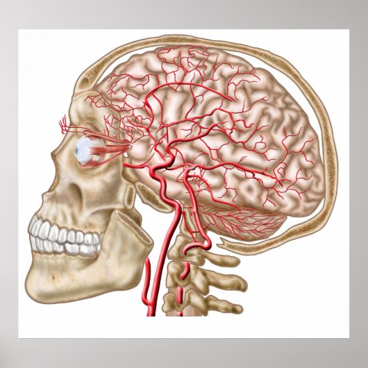 Anatomie des menschlichen Schädels, des Auges und Poster (Vorne)