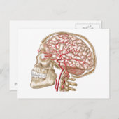 Anatomie des menschlichen Schädels, des Auges und Postkarte (Vorne/Hinten)