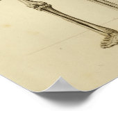 Anatomie des menschlichen Skeletts Druckhintergrun Poster (Ecke)