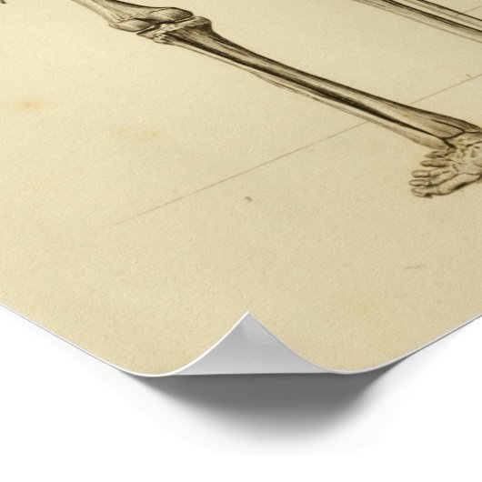 Anatomie des menschlichen Skeletts Druckhintergrun Poster (Ecke)