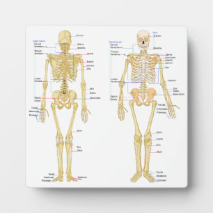 Anatomie des menschlichen Skeletts Fotoplatte