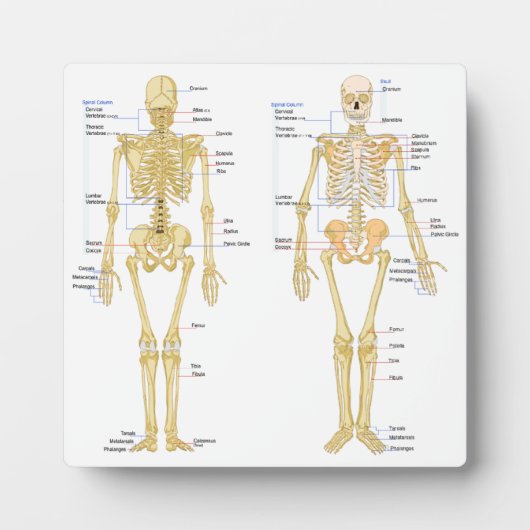 Anatomie des menschlichen Skeletts Fotoplatte (Vorderseite)