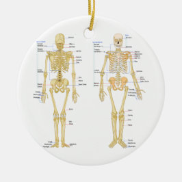 Anatomie des menschlichen Skeletts Keramikornament