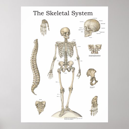 Anatomie des menschlichen Skeletts Poster (Vorne)