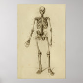 Anatomie des menschlichen Skeletts Poster (Vorne)