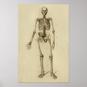 Anatomie des menschlichen Skeletts Poster