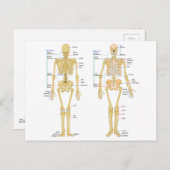 Anatomie des menschlichen Skeletts Postkarte (Vorne/Hinten)