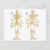 Anatomie des menschlichen Skeletts Postkarte (Vorderseite)