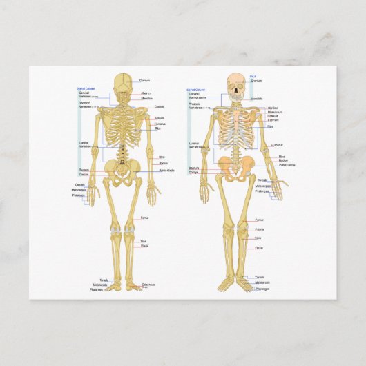 Anatomie des menschlichen Skeletts Postkarte (Vorderseite)