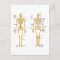 Anatomie des menschlichen Skeletts