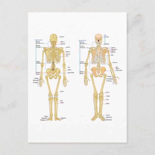Anatomie des menschlichen Skeletts Postkarte (Vorderseite)