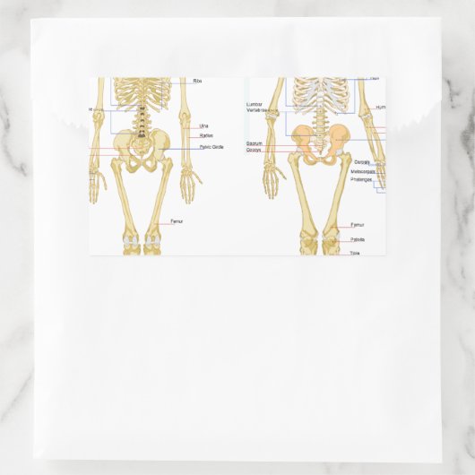 Anatomie des menschlichen Skeletts Rechteckiger Aufkleber (Tasche)