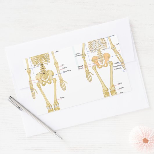 Anatomie des menschlichen Skeletts Rechteckiger Aufkleber (Umschlag)