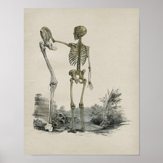 Anatomie des menschlichen Skeletts Vintag Poster (Vorne)