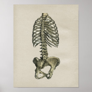 Anatomie des menschlichen Skeletts Vintag Poster