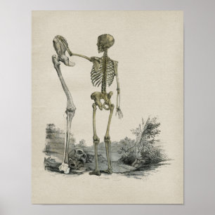 Anatomie des menschlichen Skeletts Vintage-Druck Poster