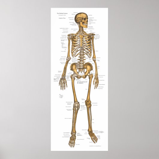 Anatomie des menschlichen Skelettsystems Abbildung Poster (Vorne)