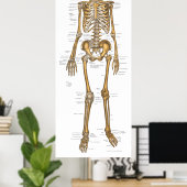 Anatomie des menschlichen Skelettsystems Abbildung Poster (Heimbüro)