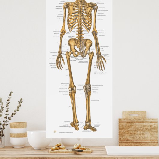 Anatomie des menschlichen Skelettsystems Poster (Küche)