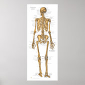 Anatomie des menschlichen Skelettsystems Poster (Vorne)