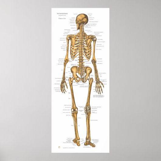 Anatomie des menschlichen Skelettsystems Poster (Vorne)