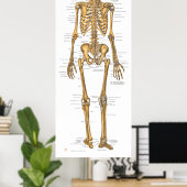 Anatomie des menschlichen Skelettsystems Poster (Heimbüro)