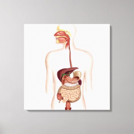 Anatomie des menschlichen Verdauungssystems Leinwanddruck (Vorderseite)
