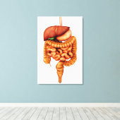Anatomie des menschlichen Verdauungssystems, Vorde Leinwanddruck (Insitu (Holzboden))