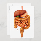 Anatomie des menschlichen Verdauungssystems, Vorde Postkarte (Vorne/Hinten)